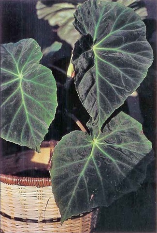 B. U032